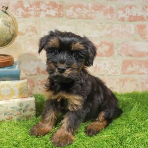 Morkie – 456
