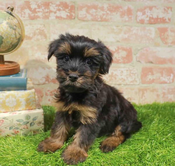 Mocha, Morkie, Image 1