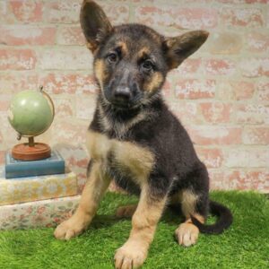 German Shepherd – 455