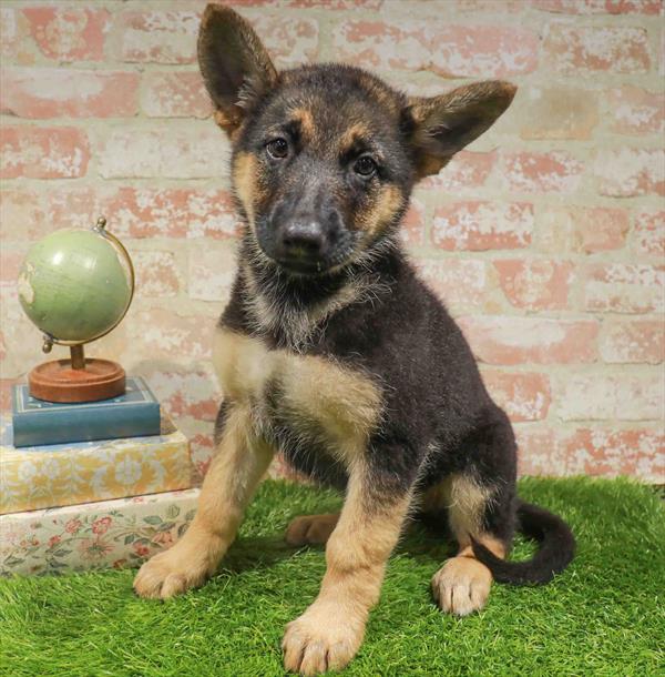Kaya, German Shepherd, Image 1