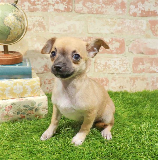 Peanut, Chihuahua, Image 1