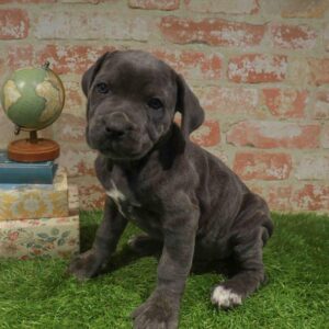 Cane Corso – 458