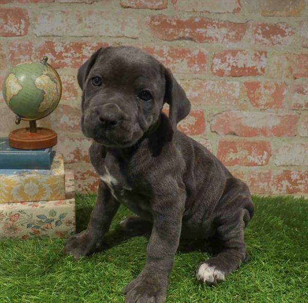 Athena, Cane Corso, Image 1