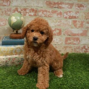 Cavapoo – 460