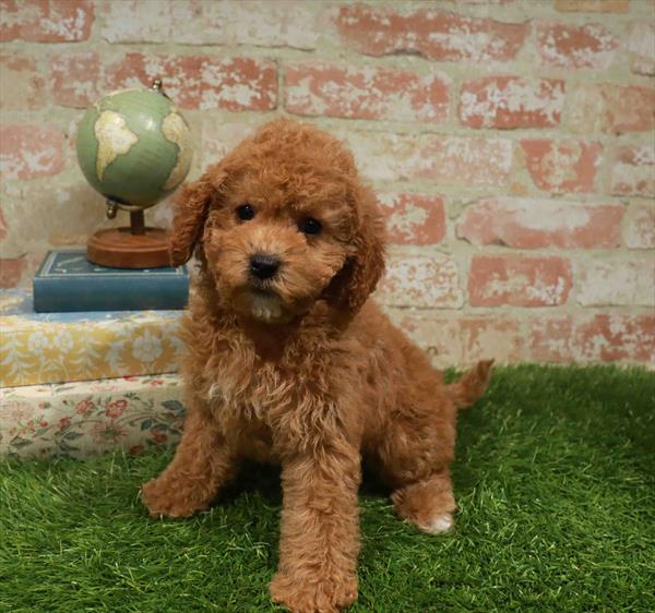 Evelyn, Cavapoo, Image 1