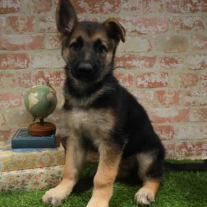 German Shepherd – 459