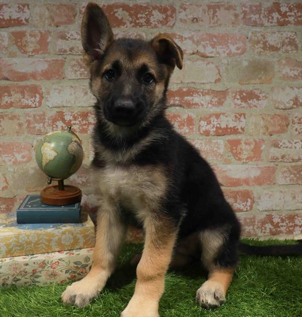 Freya, German Shepherd, Image 1
