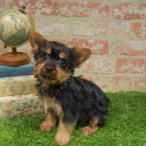Silky Terrier – 462