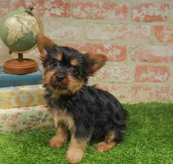 Felicia, Silky Terrier, Image 1