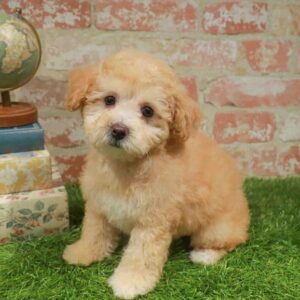 Bichapoo – 461