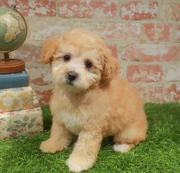 Grace, Bichapoo, Image 1