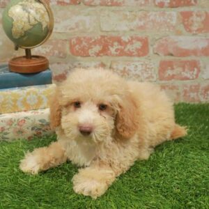 Poodle – 463