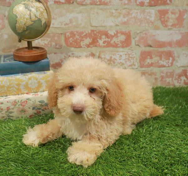 Phillip, Poodle, Image 1