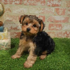 Yorkie-Poo – 464