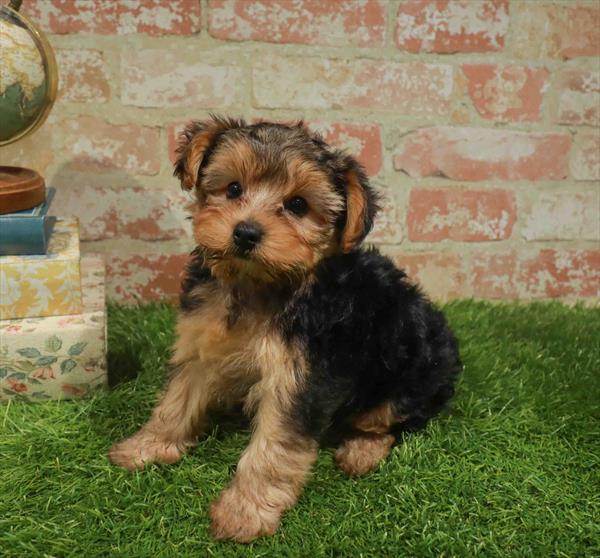 Jane, Yorkie-Poo, Image 1