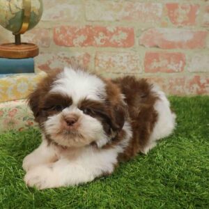 Shih Tzu – 465
