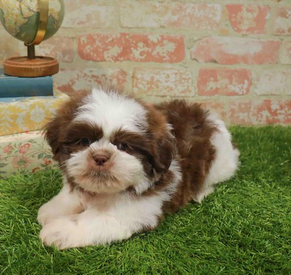 Apollo, Shih Tzu, Image 1