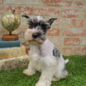 Mini Schnauzer – 466