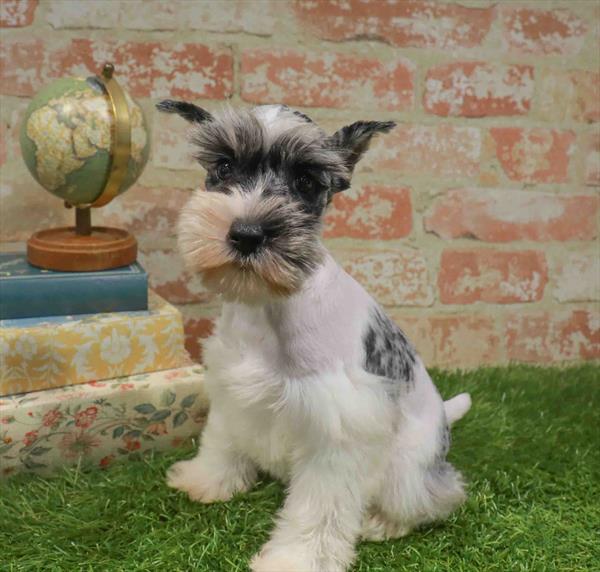 Hera, Mini Schnauzer, Image 1