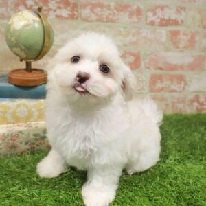 Maltese – 467