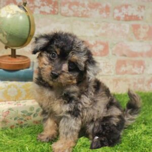 Mini Goldendoodle 2nd Gen – 469