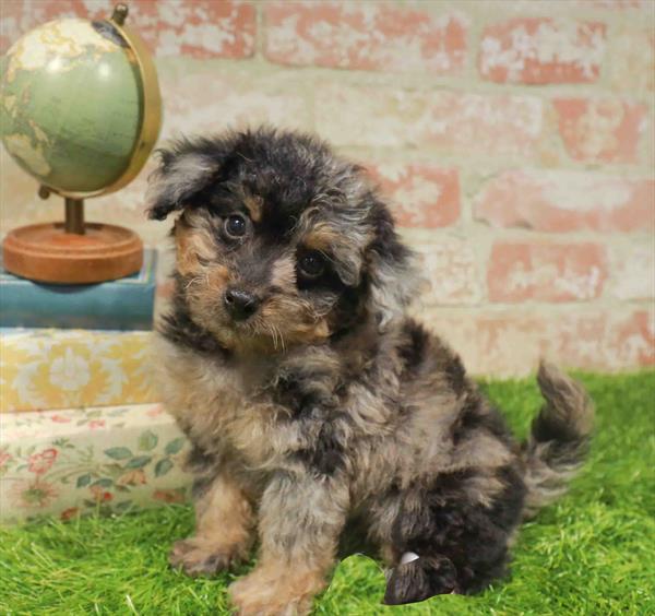 Zeus, Mini Goldendoodle 2nd Gen, Image 1
