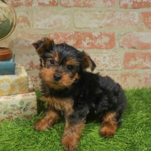 Yorkie – 470