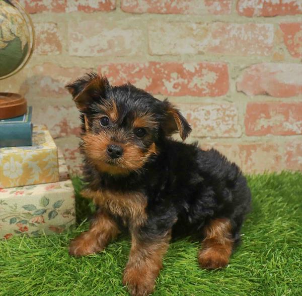 Celeste, Yorkie, Image 1