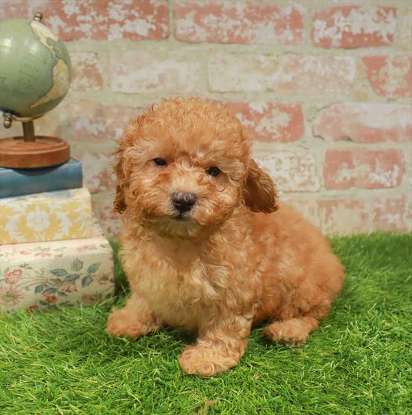 Sóley, Mini Poodle, Image 1