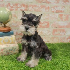 Mini Schnauzer – 473