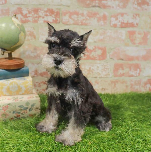 Saga, Mini Schnauzer, Image 1