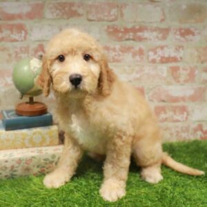 Mini Goldendoodle 2nd Gen – 471