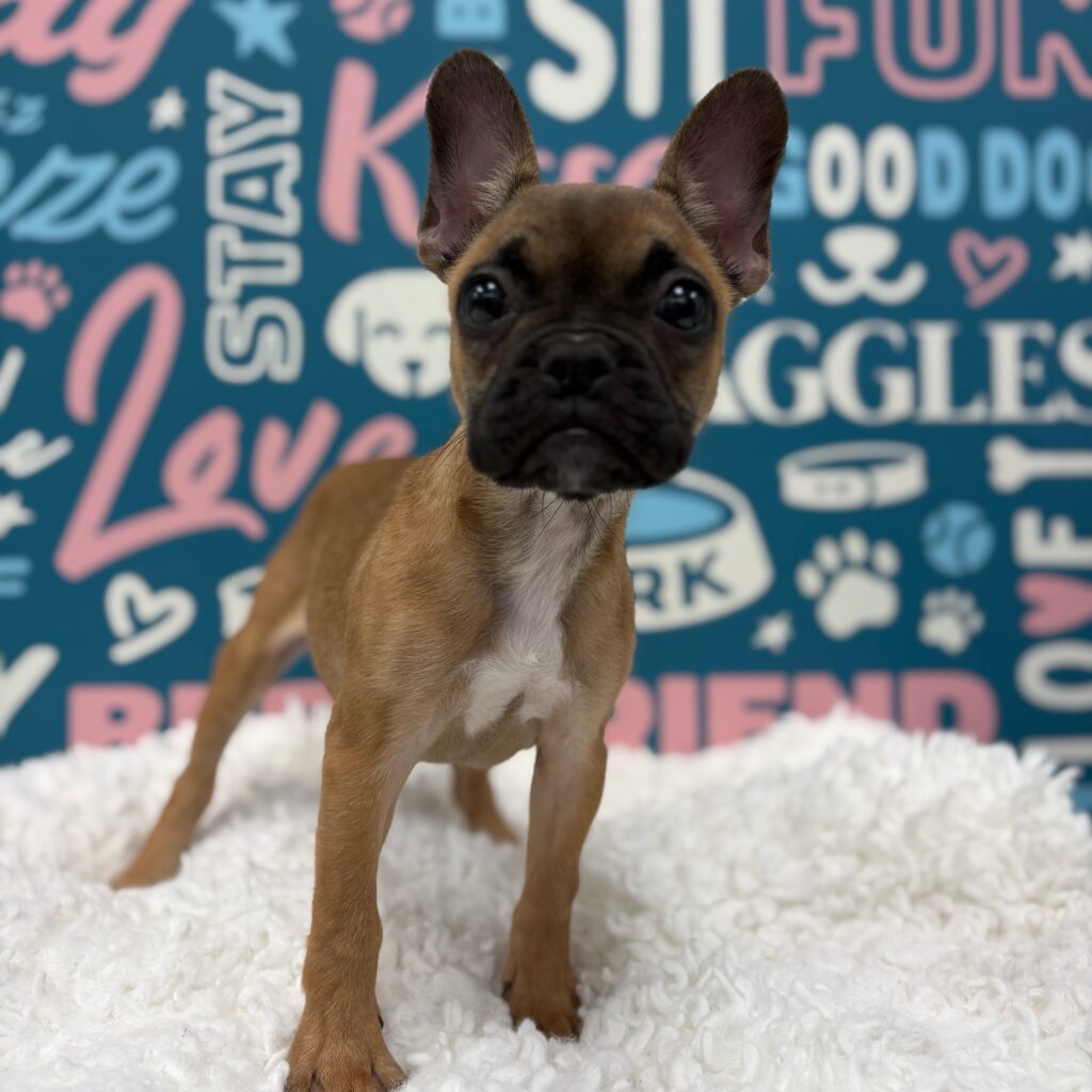 Snickers, French Bulldog, Image 1