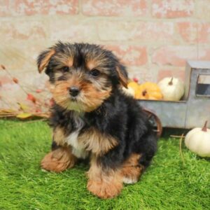 Yorkie – 476