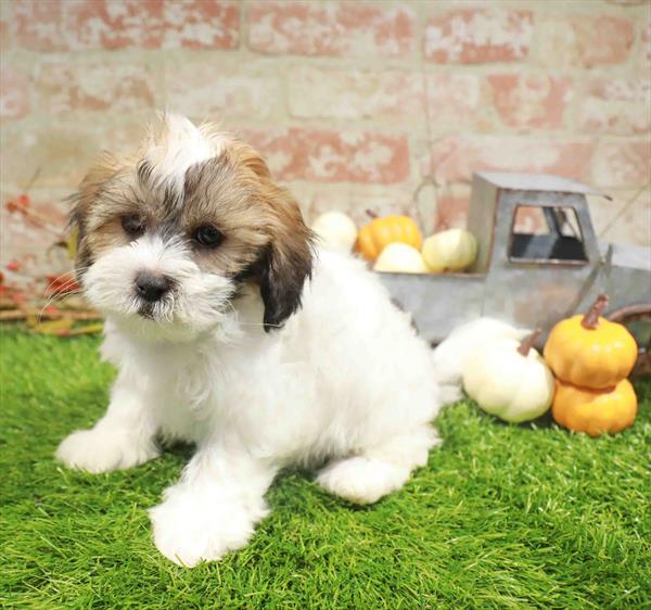 Frankie, Teddy Bear, Image 1
