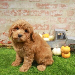 Cavapoo – 475