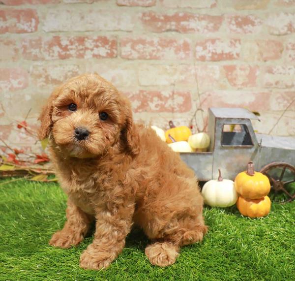 Jack, Cavapoo, Image 1