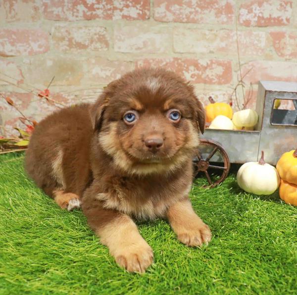 Reese, Mini Aussie, Image 1