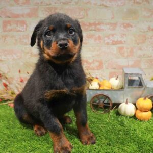 Rottweiler – 479