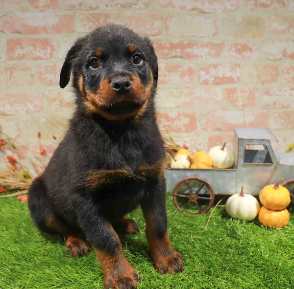 Shadow, Rottweiler, Image 1