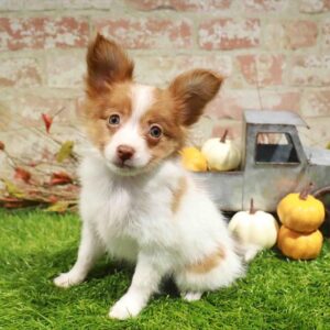 Papillon – 480