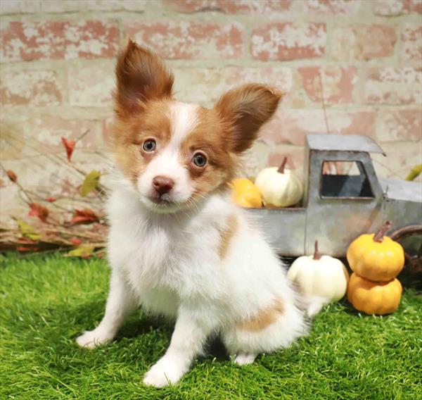 Casper, Papillon, Image 1