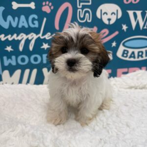 Frankie, photo 1