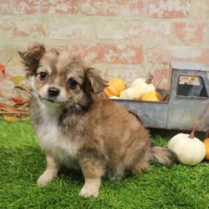 Chihuahua – 481