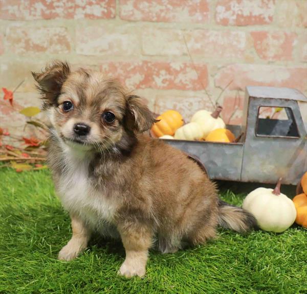 Trixie, Chihuahua, Image 1