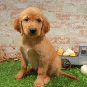 Golden Retriever – 482