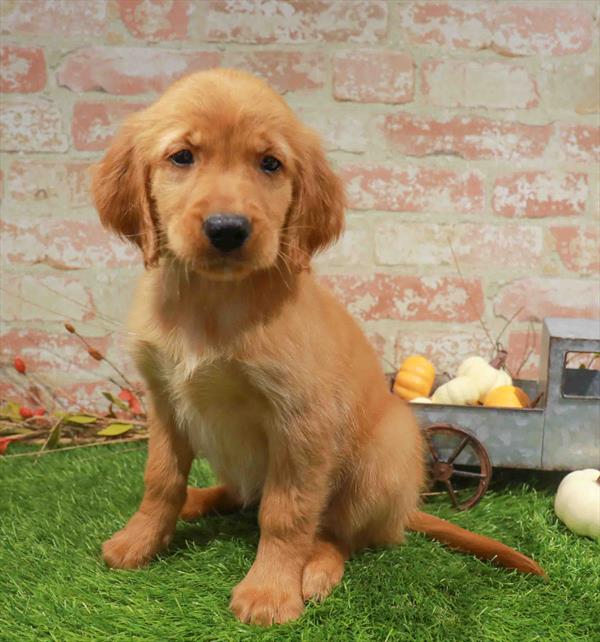 Hermione, Golden Retriever, Image 1