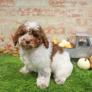 Poodle – 484