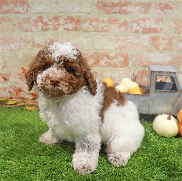 Rex, Poodle, Image 1