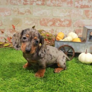 Dachshund – 483